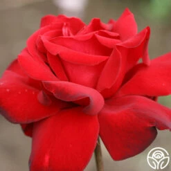 Black Beauty® -HEIRLOOM ROSES Sales black beauty 5 9