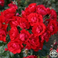 Black Forest Rose® 11 Black Forest Rose® -HEIRLOOM ROSES Sales black forest rose 2