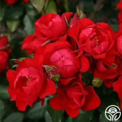 Black Forest Rose® 15 Black Forest Rose® -HEIRLOOM ROSES Sales black forest rose 3