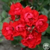 Black Forest Rose® -HEIRLOOM ROSES Sales black forest rose 4