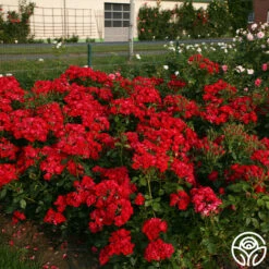 Black Forest Rose® 13 Black Forest Rose® -HEIRLOOM ROSES Sales black forest rose 5 1