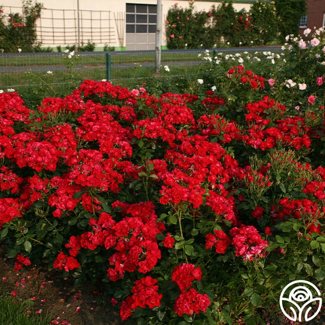 Black Forest Rose® 7 Black Forest Rose® - Image 5