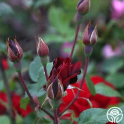 Black Ice™ -HEIRLOOM ROSES Sales black ice 1 7