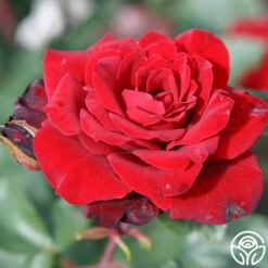 Black Ice™ -HEIRLOOM ROSES Sales black ice 3 8