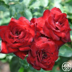 Black Ice™ -HEIRLOOM ROSES Sales black ice 4 8