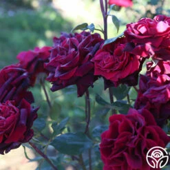 Black Lady™ 12 Black Lady™ -HEIRLOOM ROSES Sales black lady 12