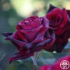 Black Lady™ 2 Black Lady™ -HEIRLOOM ROSES Sales black lady 14