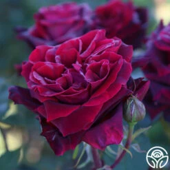 Black Lady™ 17 Black Lady™ -HEIRLOOM ROSES Sales black lady 15