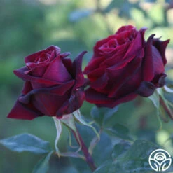 Black Lady™ 16 Black Lady™ -HEIRLOOM ROSES Sales black lady 16