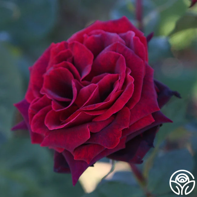 Black Lady™ 4 Black Lady™ - Image 2