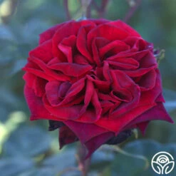 Black Lady™ 14 Black Lady™ -HEIRLOOM ROSES Sales black lady 18