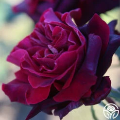 Black Lady™ 15 Black Lady™ -HEIRLOOM ROSES Sales black lady 19