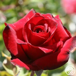 Black Pearl -HEIRLOOM ROSES Sales black pearl 2 1 1