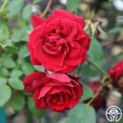 Blaze -HEIRLOOM ROSES Sales blaze 1 5