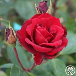 Blaze -HEIRLOOM ROSES Sales blaze 4