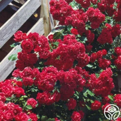 Blaze -HEIRLOOM ROSES Sales blaze 5