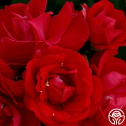 Blaze -HEIRLOOM ROSES Sales blaze 9