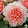 Parfuma® Bliss 2 Parfuma® Bliss -HEIRLOOM ROSES Sales bliss parfuma 3