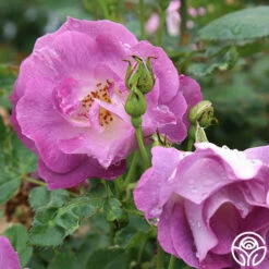 Blue For You -HEIRLOOM ROSES Sales blue for you 2 1