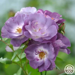 Blue For You -HEIRLOOM ROSES Sales blue for you 5