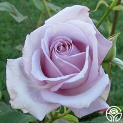 Blue Girl -HEIRLOOM ROSES Sales blue girl 2 2