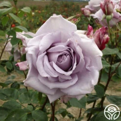Blue Moon® -HEIRLOOM ROSES Sales blue moon 5