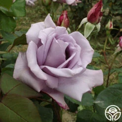 Front Page -HEIRLOOM ROSES Sales blue moon 6