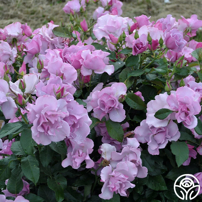 Blueberry Hill 4 Blueberry Hill - Image 2