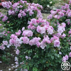 Blueberry Hill 9 Blueberry Hill -HEIRLOOM ROSES Sales blueberry hill 2 1