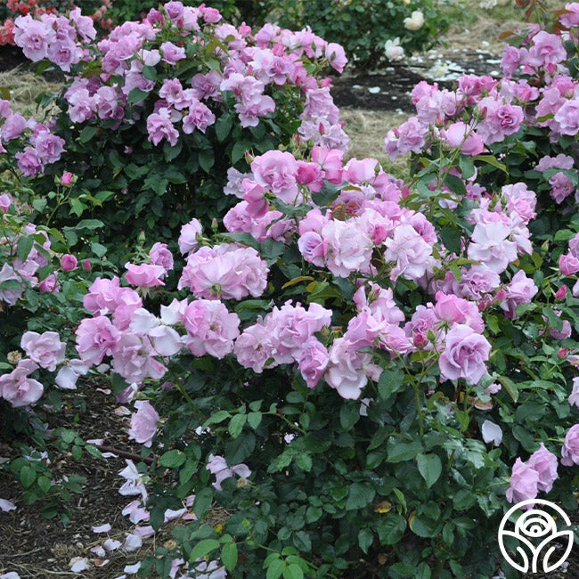 Blueberry Hill 5 Blueberry Hill - Image 3