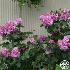 Blueberry Hill 11 Blueberry Hill -HEIRLOOM ROSES Sales blueberry hill 4 5