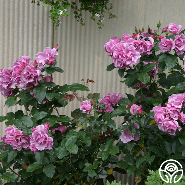 Blueberry Hill 7 Blueberry Hill - Image 5