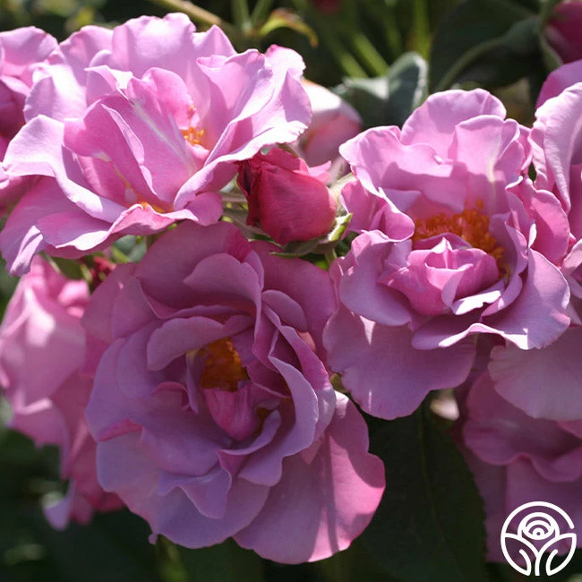 Blueberry Hill 6 Blueberry Hill - Image 4