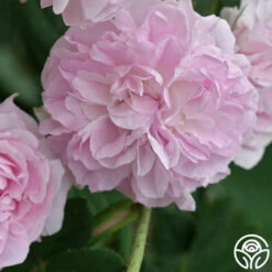 Blush Damask -HEIRLOOM ROSES Sales blush damask 1 5