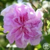 Blush Damask -HEIRLOOM ROSES Sales blush damask 2 4