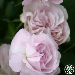 Blush Damask -HEIRLOOM ROSES Sales blush damask 3 5