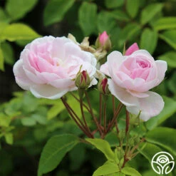 Blush Noisette -HEIRLOOM ROSES Sales blush noisette 1 5