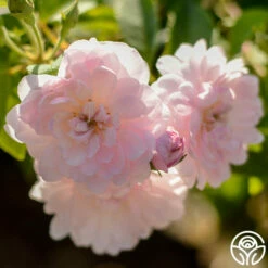 Blush Noisette -HEIRLOOM ROSES Sales blush noisette 3 1 1