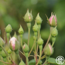 Blush Noisette -HEIRLOOM ROSES Sales blush noisette 4 5