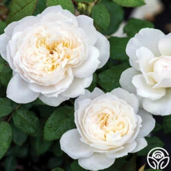 Bolero™ -HEIRLOOM ROSES Sales bolero 1 1