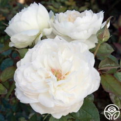 Bolero™ -HEIRLOOM ROSES Sales bolero 3 1