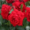 Citiscape® Bordeaux™ -HEIRLOOM ROSES Sales bordeaux 2 1
