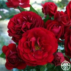 Citiscape® Bordeaux™ -HEIRLOOM ROSES Sales bordeaux 5 1