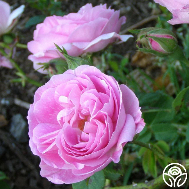 Bourbon Queen 4 Bourbon Queen - Image 2