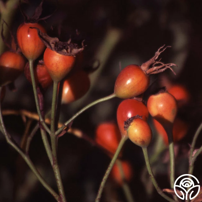 Bourbon Queen 7 Bourbon Queen - Image 5