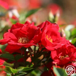 Boy O Boy 7 Boy O Boy -HEIRLOOM ROSES Sales boy o boy 2 1