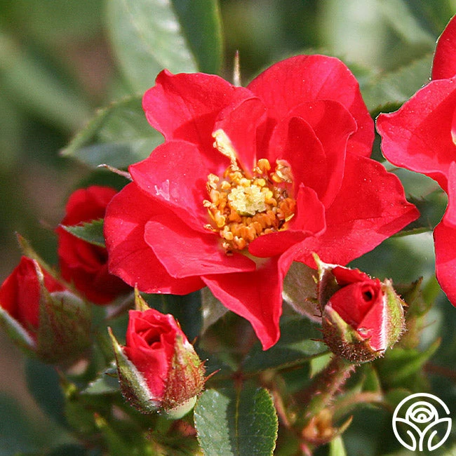 Boy O Boy 4 Boy O Boy - Image 2