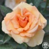 Brandy™ -HEIRLOOM ROSES Sales brandy 1