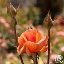 Brandy™ -HEIRLOOM ROSES Sales brandy 2 1 1