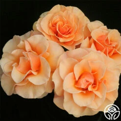 Brandy™ -HEIRLOOM ROSES Sales brandy 3 8